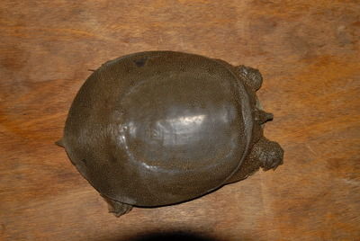 Pelodiscus maackii 1.jpg