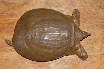 Pelodiscus maackii 3.jpg