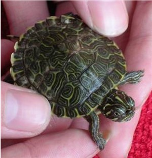 pseudemys concinna (1).jpg