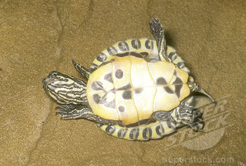 Pseudemys concinna (2).jpg