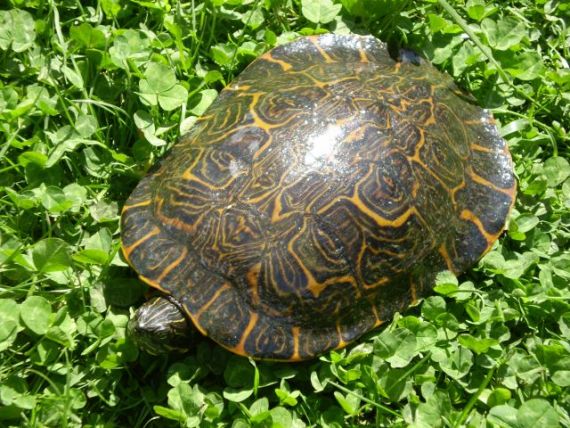 Pseudemys concinna (3).jpg