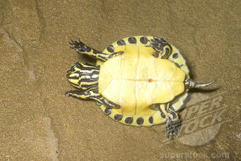 Pseudemys floridana (2).jpg