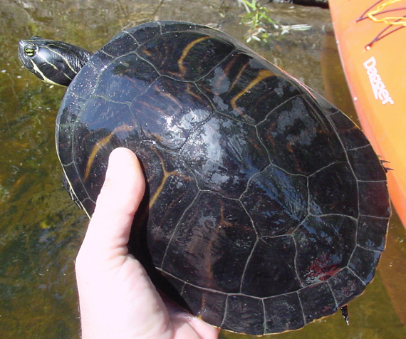 Pseudemys floridana (3).jpg