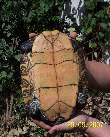 pseudemys concinna (4).jpg