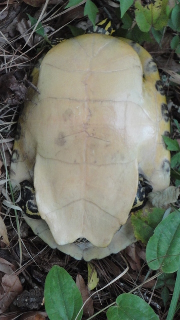 Pseudemys floridana (4).jpg