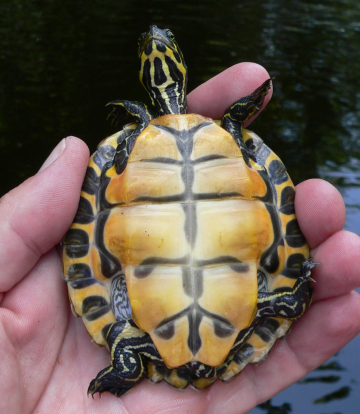 concinna suwanniensis (1).jpg