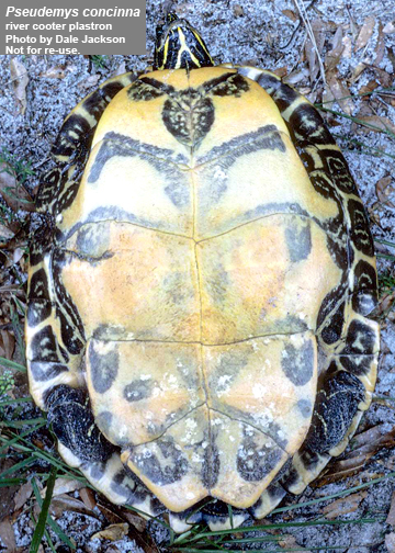 concinna suwanniensis (2).jpg