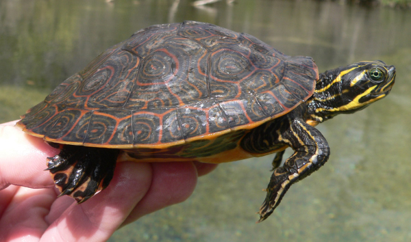 concinna suwanniensis.jpg