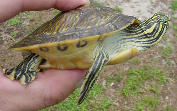 Pseudemys floridana floridana.jpg