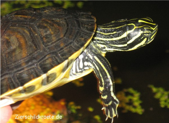 Pseudemys floridana peninsularis (1).jpg