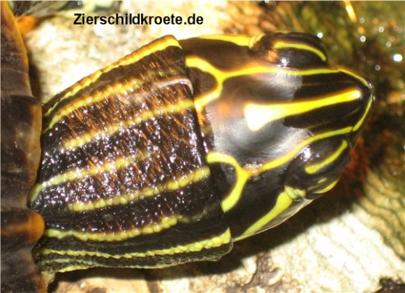 Pseudemys floridana peninsularis (2).jpg