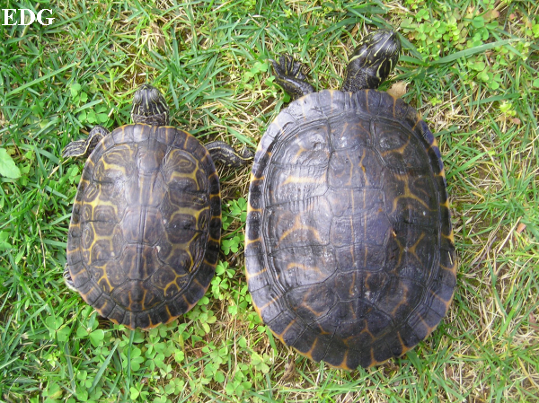 Pseudemys c. concinna.JPG