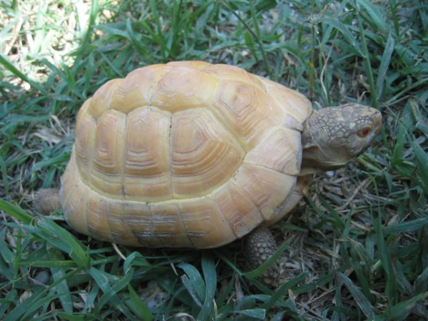 albino.jpg