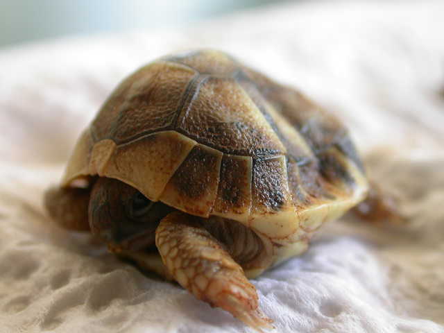DSCN6515.JPG