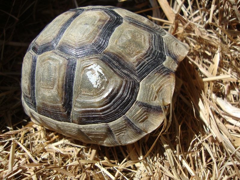 marginata.jpg