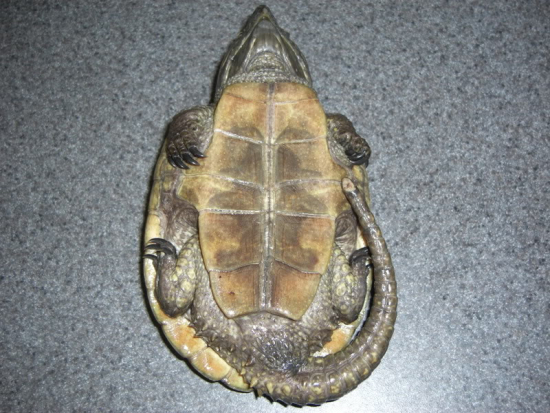 Platysternon megacephalum - maschio.jpg