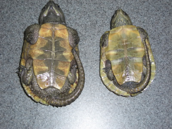 Platysternon megacephalum - femmine.jpg