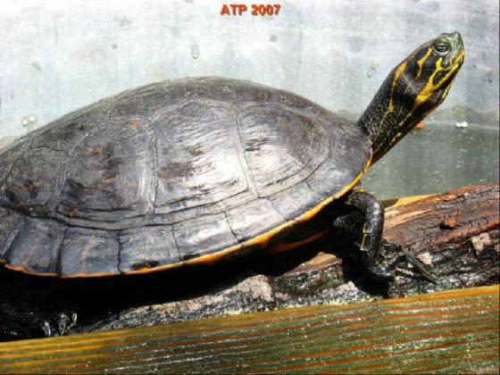 Pseudemys concinna suwanniensis.jpg