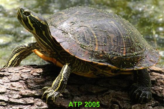 Trachemys scripta troostii (1).jpg