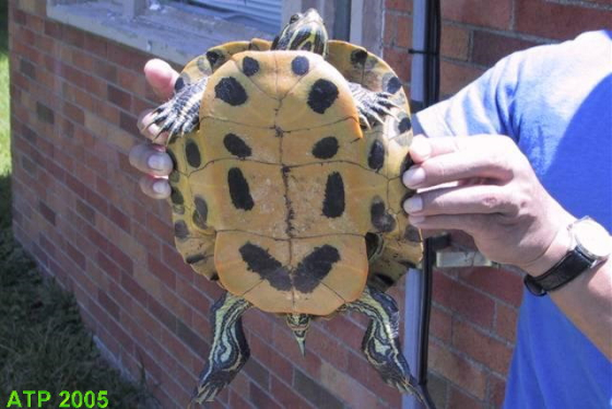trachemys scripta troostii (2).jpg