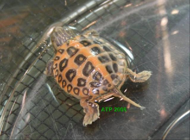 Chrysemys dorsalis pastel (1).jpg