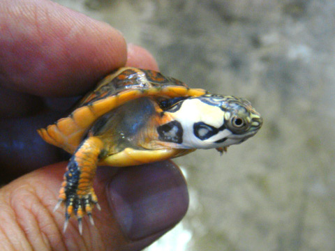 Chrysemys dorsalis pastel (3).jpg