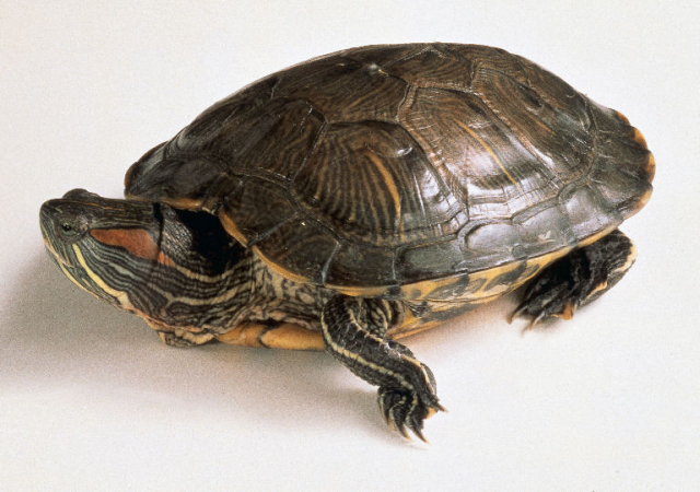 trachemys scripta elegans.jpg