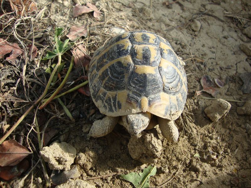 BIRILLO.jpg