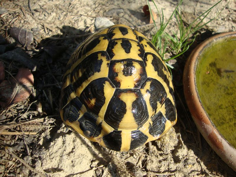 BIRILLO 01.jpg
