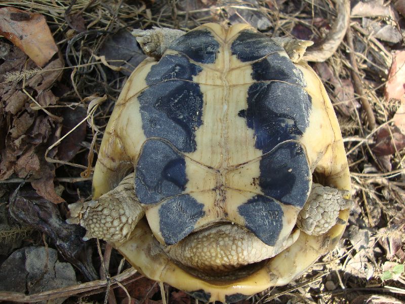 BIRILLO 03.jpg