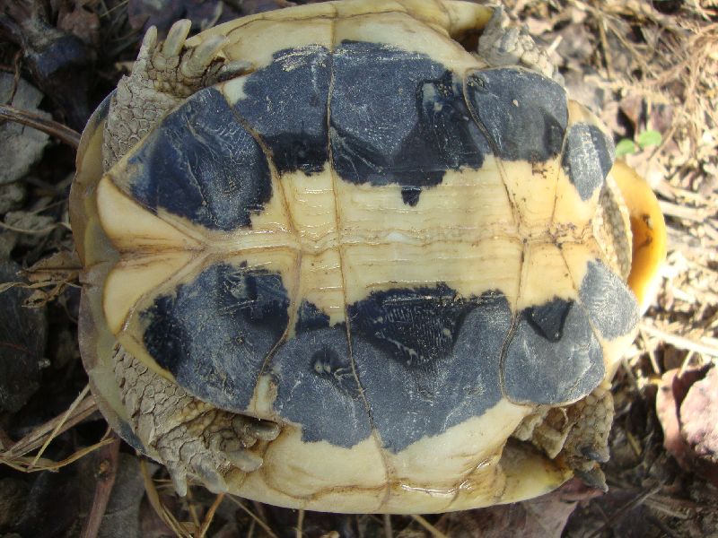 BIRILLO 04.jpg
