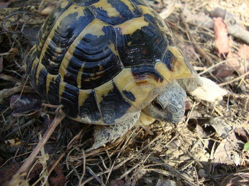 BIRILLO 05.jpg