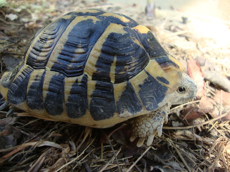 BIRILLO 06.jpg